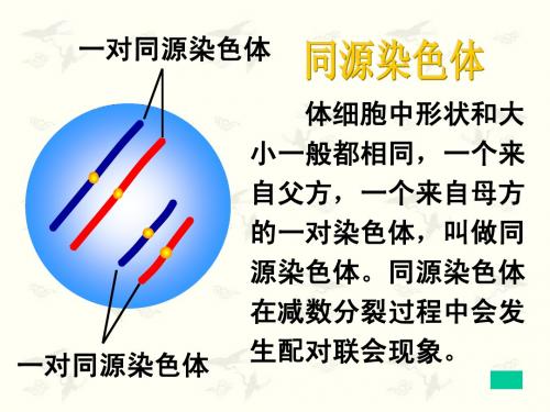 减数分裂和受精作用ppt.