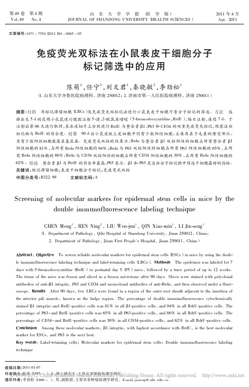 免疫荧光双标法在小鼠表皮干细胞分子标记筛选中的应用