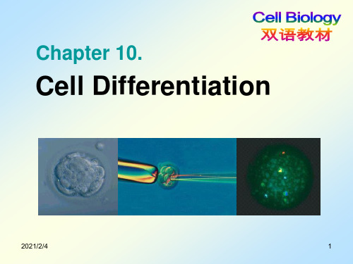 10.Cell differentiation细胞生物学英文课件