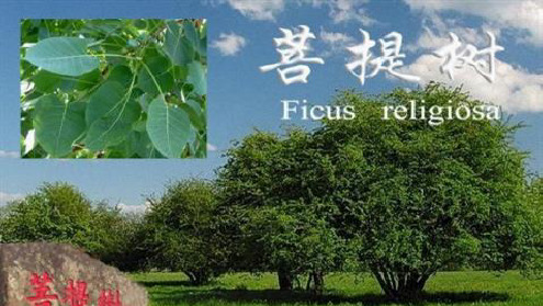 河南省2014年高中数学优质课：算法案例 作课课件