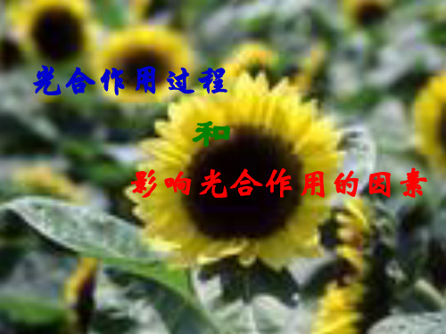 生物(人教版)必修一课件：5-4光合作用(过程及影响因素)(共33张PPT)