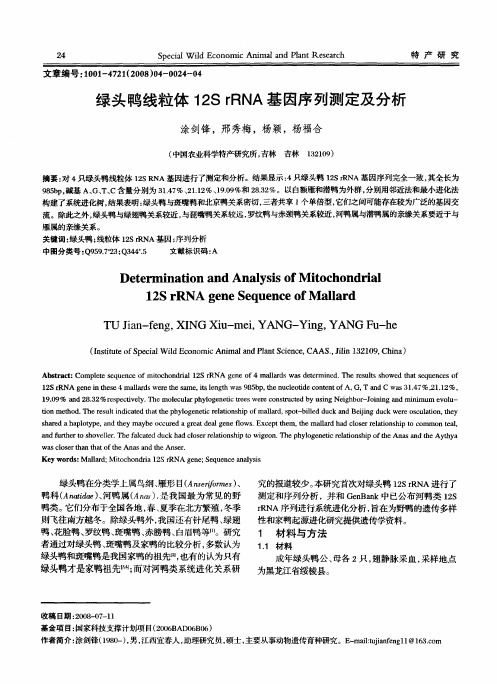 绿头鸭线粒体12SrRNA基因序列测定及分析