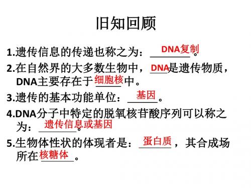 浙科版 必修2 遗传信息的表达 课件(16张)