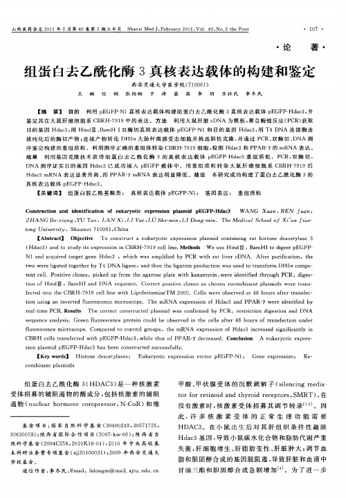 组蛋白去乙酰化酶3真核表达载体的构建和鉴定