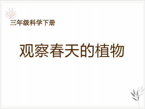 观察春天的植物天气与植物课件PPT