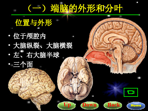 23端脑