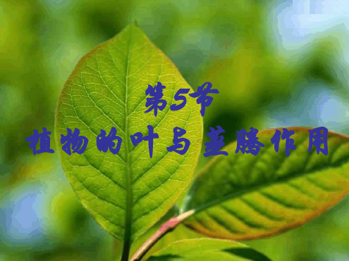 八年级下册科学课件 45植物的叶与蒸腾作用课件1浙教版