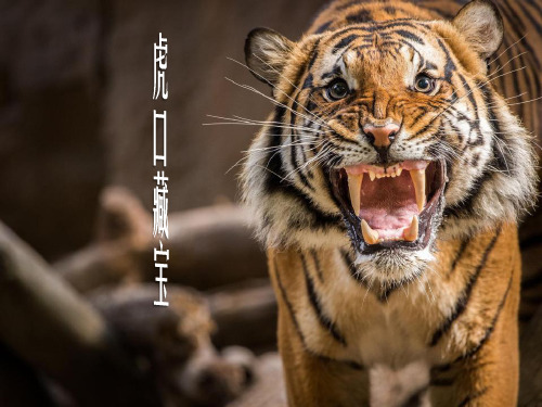 《虎口藏宝》教学课件2
