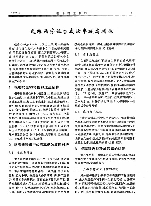 道路两旁银杏成活率提高措施