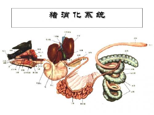 家畜生理
