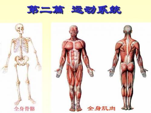 人体解剖运动系统骨与骨连接