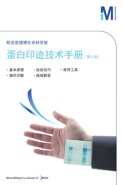 蛋白质印迹手册2015
