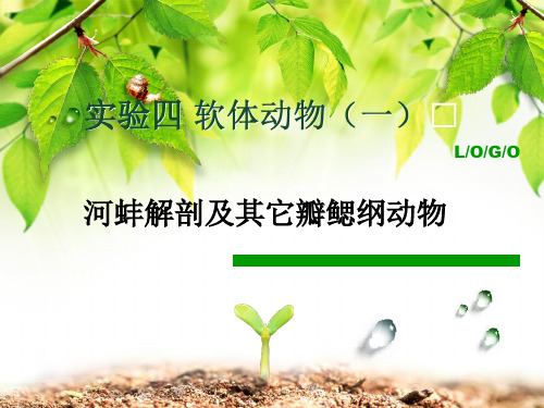 河蚌解剖