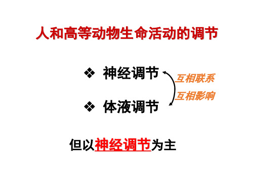高中生物必修三课件-高中生物必修三课件-2.3.2神经调节与体液调节关系