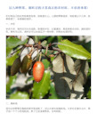 这九种野果,都吃过的才是真正的农村娃,不信进来看!