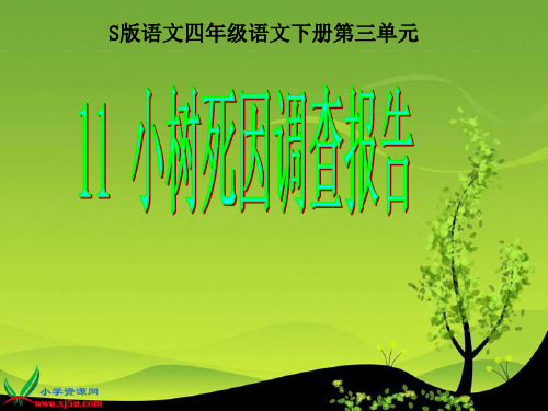 小树死因调查报告 ppt课件