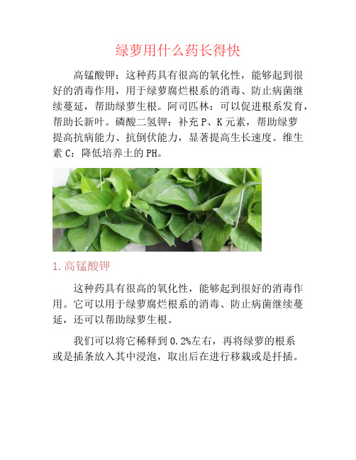 绿萝用什么药长得快