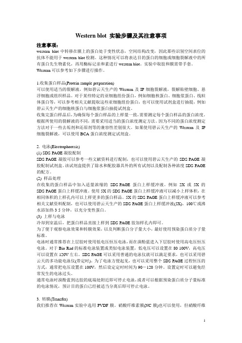Western blot 实验步骤及其注意事项