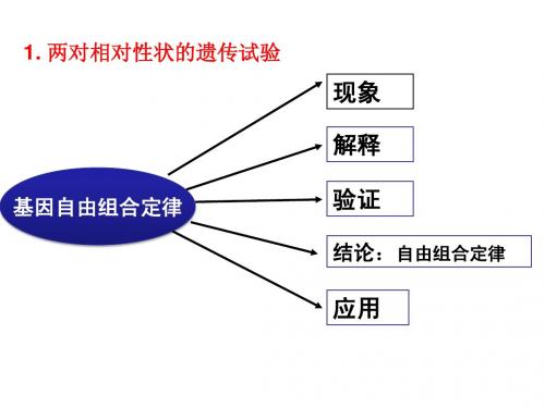 基因自由组合定律