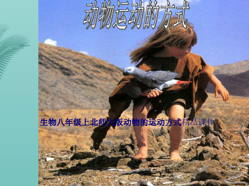 生物八年级上北师大版..动物运动的形成精品课件推荐优秀PPT
