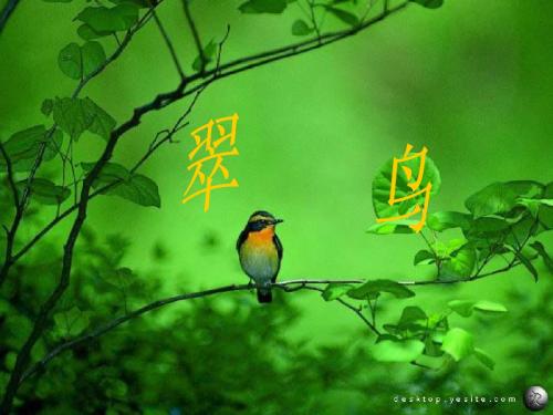 最新北师大版三年级上册鸟儿翠鸟课件PPT(精品完整版)