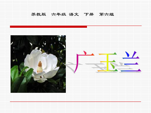 《广玉兰》PPT课件二