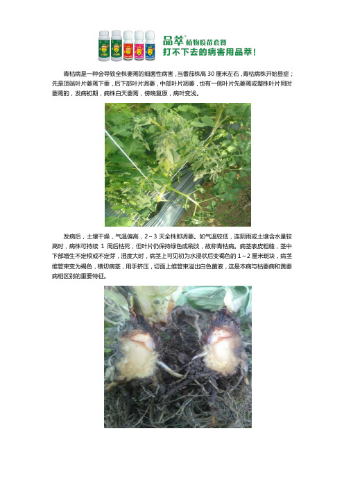 番茄青枯病用什么药好