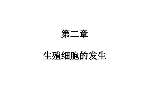 生殖细胞的发生
