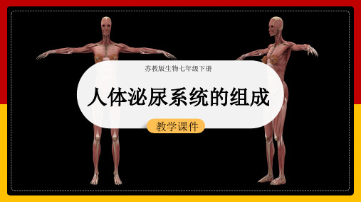 初中生物苏教版七年级下册《11.1人体泌尿系统的组成》课件(完美版)
