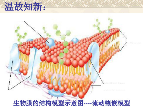 物质跨膜运输方式高中生物PPT 课件