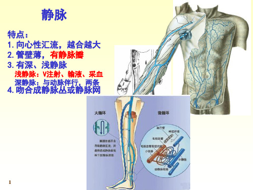解剖静脉ppt课件