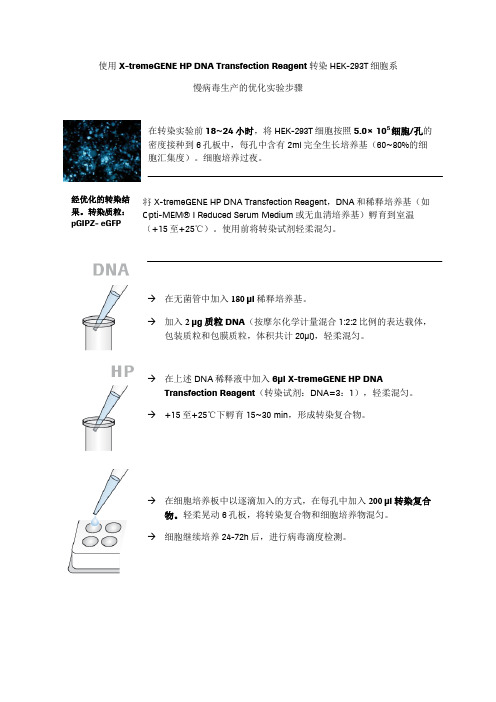 HEK-293T细胞转染操作步骤