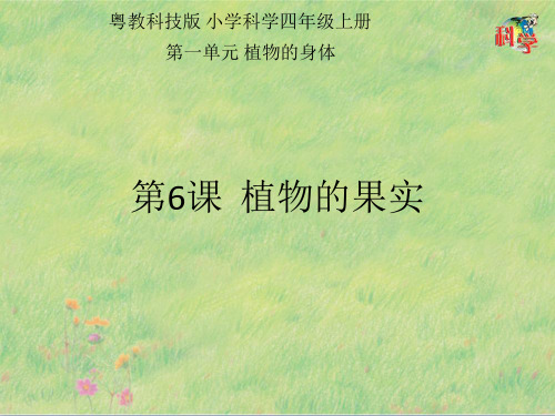 四年级上册第6课《植物的果实》教学课件