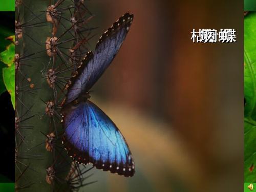 八下 人教版 7.1.2昆虫的生殖和发育(共46张PPT)(共46张PPT)