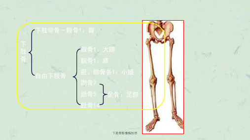 下肢骨影像解剖学课件