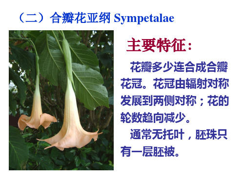 药用植物合瓣花亚纲