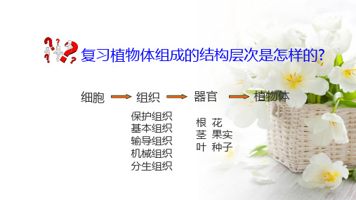 苏科版初中生物七年级下册课件-4.9.2 人体的组成3