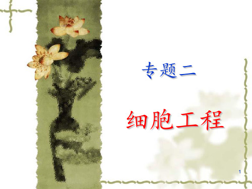 植物细胞工程PPT课件