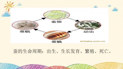 人教版三年级科学下《二 动物的生命周期  其他动物的生命周期》公开课课件_0