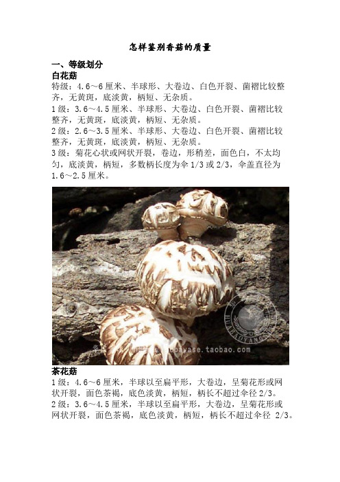 怎样鉴别香菇的质量