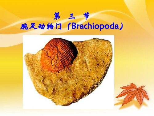 古生物地层学第五章动物界3-6节