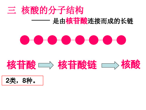 核苷酸的分子结构(核苷酸2类8种)