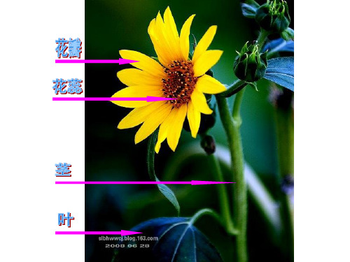 二年级美术茂密的花 新教材优秀课件