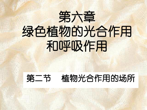 叶的横切