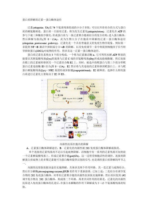 泛素降解途径