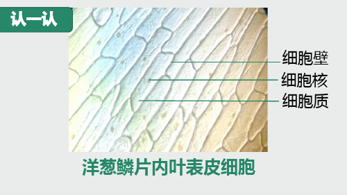 七年级2.1.3.动物细胞—实验课：制作人体口腔上皮细胞(24张PPT)