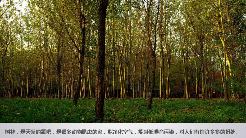 绘本故事《再见小树林》阅读分享PPT课件