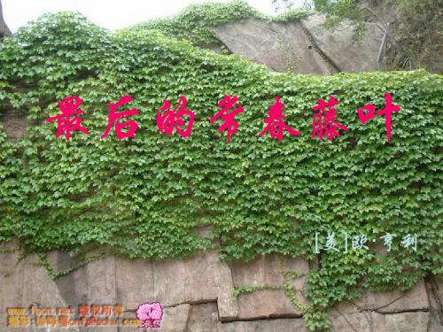 《最后的常春藤叶》课件 苏教版必修2