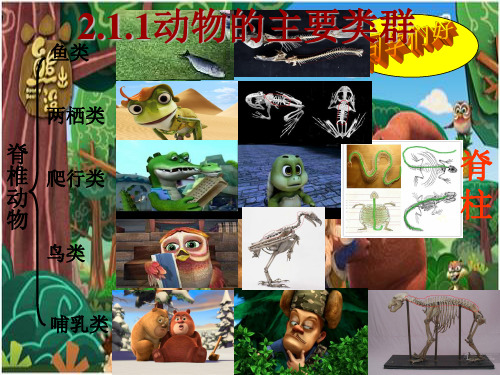 华东师大版科学七年级上 册 2.1《动物的主要类群》