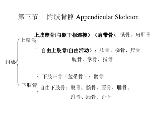 人体解剖学：上肢骨及其联结